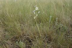 Anthericum liliago