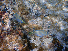 Acanthurus tractus