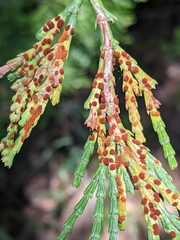 Gymnotelium blasdaleanum