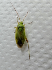 Miridae