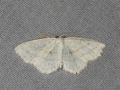 Scopula quadrilineata
