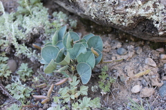 Gueldenstaedtia monophylla