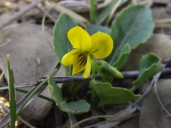 Viola barroetana