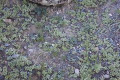 Gueldenstaedtia monophylla