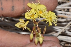 Chylismia claviformis lancifolia
