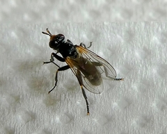 Diptera