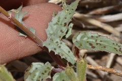 Chylismia claviformis lancifolia
