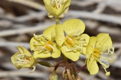 Chylismia claviformis lancifolia