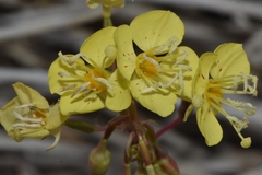 Chylismia claviformis lancifolia
