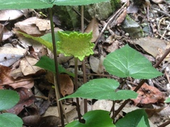 Dorstenia contrajerva