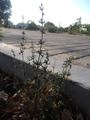 Dicliptera peduncularis