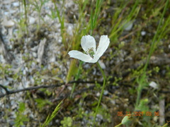 Papaver albiflorum