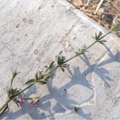 Dicliptera peduncularis