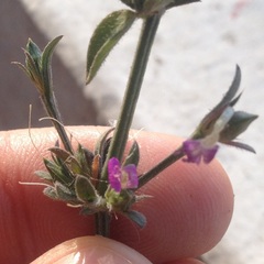 Dicliptera peduncularis
