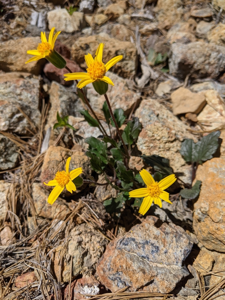 serpentine arnica