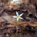 Voyria spruceana - Photo (c) Mayk Oliveira, some rights reserved (CC BY-NC), uploaded by Mayk Oliveira