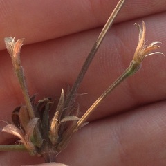 Dicliptera peduncularis