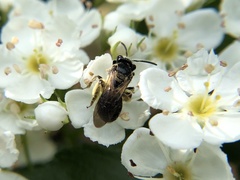 Andrena nuda