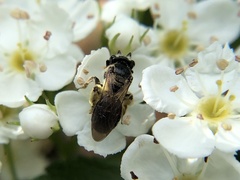 Andrena nuda
