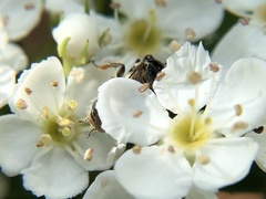 Andrena nuda