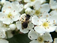 Andrena nuda