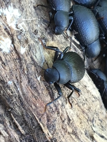 iNaturalist observation photo of Cibdelis blaschkii