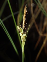 Carex livida