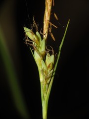 Carex livida
