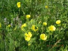 Potentilla astracanica