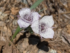 Calochortus tolmiei
