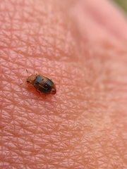 Coccidula scutellata