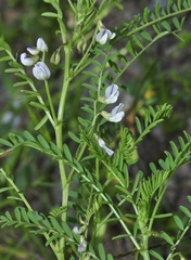 Vicia ervilia