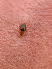 Coccidula scutellata