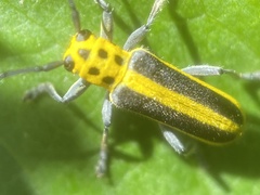 Saperda puncticollis