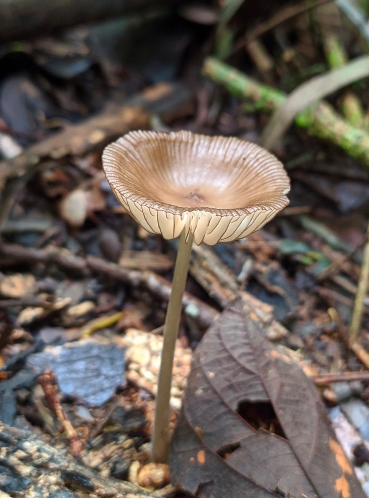 Oudemansiella steffenii