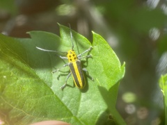 Saperda puncticollis