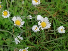 Bellis perennis