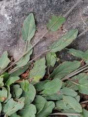 Convolvulus arvensis