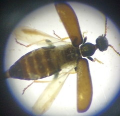 Microhoria