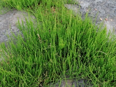 Equisetum
