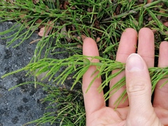 Equisetum