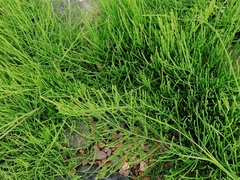 Equisetum