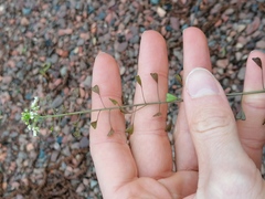 Capsella bursa-pastoris