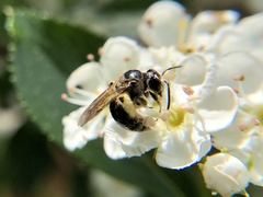 Andrena nuda
