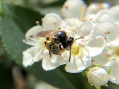 Andrena nuda