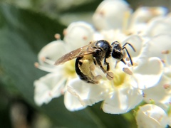 Andrena nuda