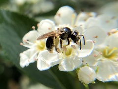 Andrena nuda