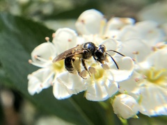 Andrena nuda