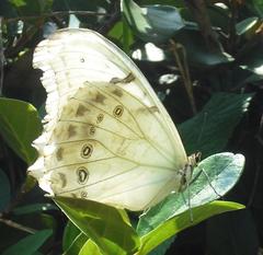 Morpho polyphemus