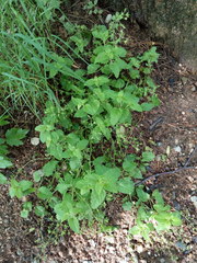 Veronica peduncularis